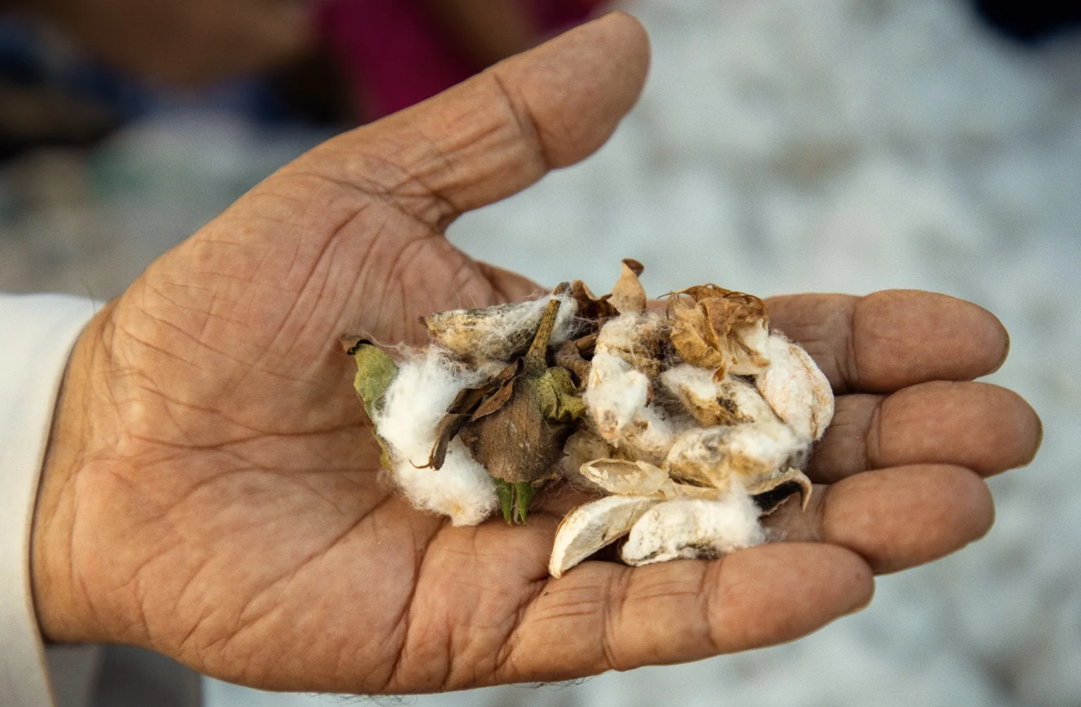 Ekologisk och biodynamisk Giza 86-bomull på fält, råbomull som används i Oglands sängkläder.